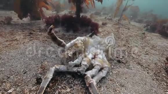 巴伦支海一片荒芜的沙底上的死蟹视频的预览图