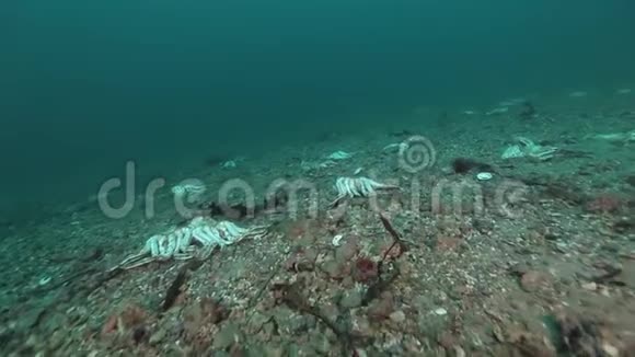 巴伦支海荒芜沙质海底的螃蟹墓地视频的预览图