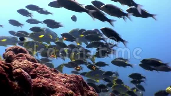 马尔代夫海底条纹鱼和卢西安水下学校视频的预览图