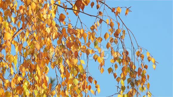 黄桦树在午后的十一月阳光下摇曳视频的预览图