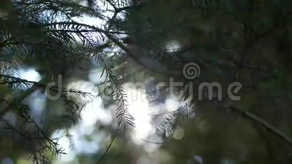 清晨的太阳从日出的松树上升起视频的预览图