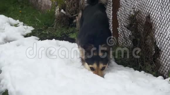 灰场狗与一个领在街道在冬天附近的围栏慢动作视频的预览图