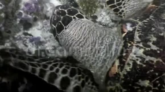在马尔代夫干净清澈的海底海龟吃珊瑚视频的预览图
