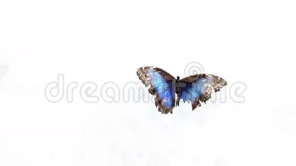 白底蝴蝶视频的预览图