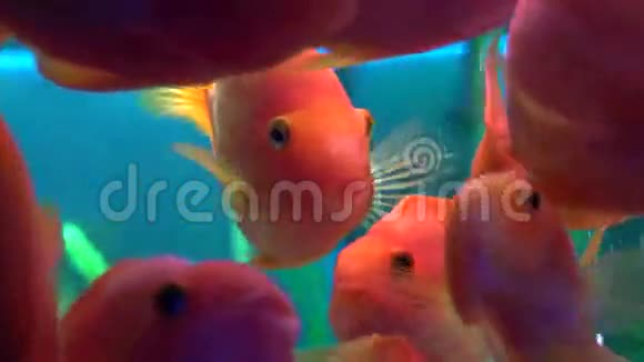 水族馆里有许多可爱的红鱼蓝色背景4K超高清超高清视频的预览图