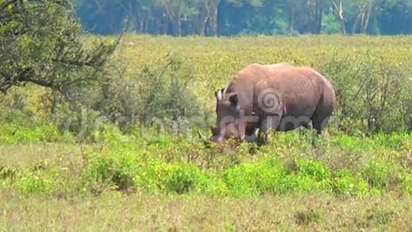 黑犀牛吃草视频的预览图