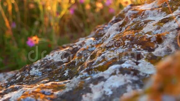覆盖着地衣和离焦植物的石头被温暖的夕阳光背光视频的预览图