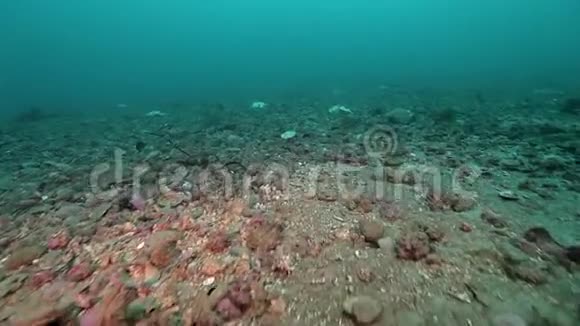 北冰洋水下埋藏的动物遗骸视频的预览图