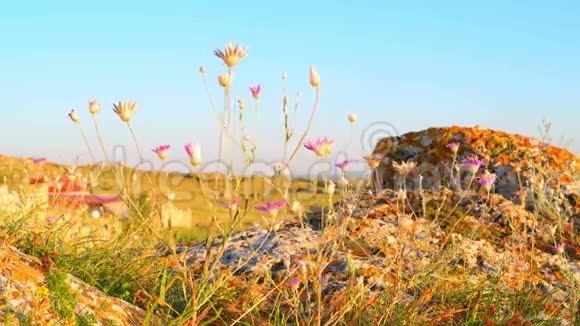 岩石海岸的野景草原植物在风中颤抖视频的预览图