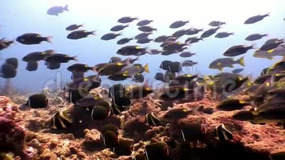 马尔代夫海底条纹鱼和卢西安水下学校视频的预览图