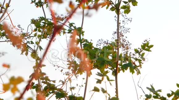 草原植物迎风低角度拍摄视频的预览图