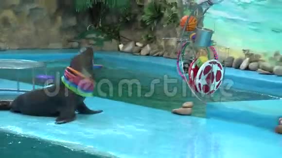 海豹用圆圈玩游戏4K超高清超高清视频的预览图