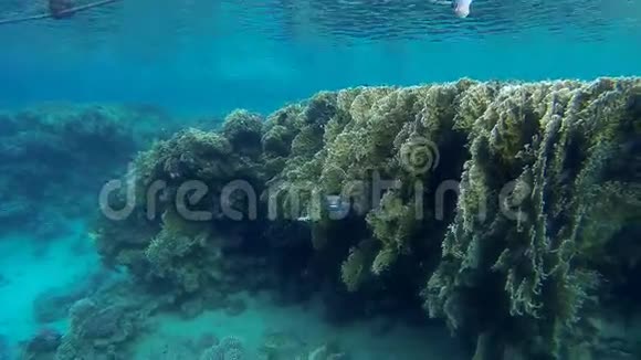礁上的豪猪鱼视频的预览图