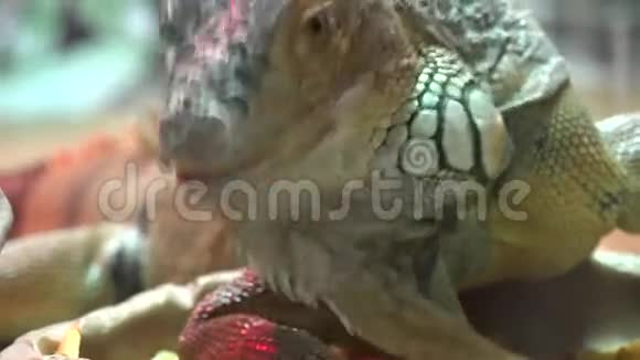 合上鬣蜥吃胡萝卜4K超高清超高清视频的预览图