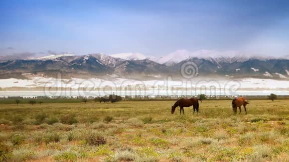 两匹马在雪山前的田野上吃草视频的预览图