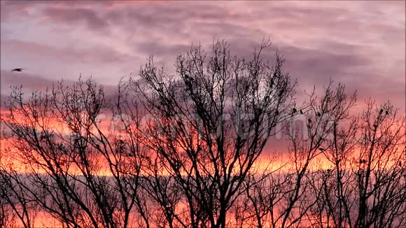 树上的红云和乌鸦乌鸦视频的预览图