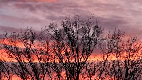 树上的红云和乌鸦乌鸦视频的预览图
