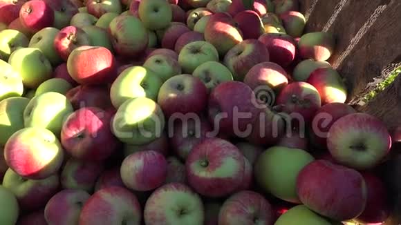 秋天在种植园室外的木箱里放苹果水果4K视频的预览图