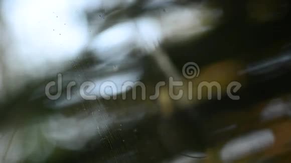 巨型木蜘蛛NephilaMaculate视频的预览图