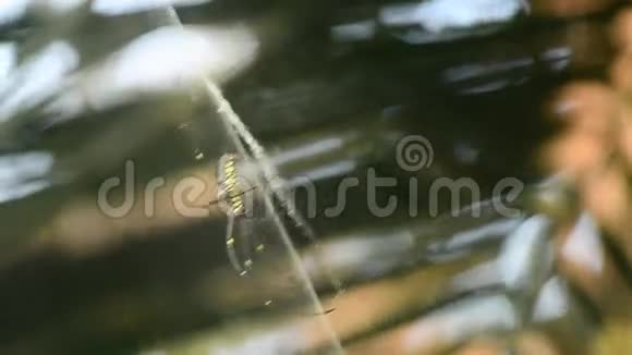 巨型木蜘蛛NephilaMaculate视频的预览图
