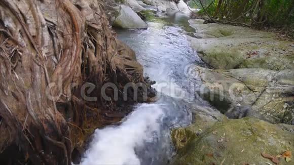 瀑布流过大树和岩石视频的预览图