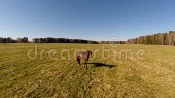 一匹马站在田野里空中景色视频的预览图