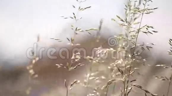 风在野生植物上视频的预览图