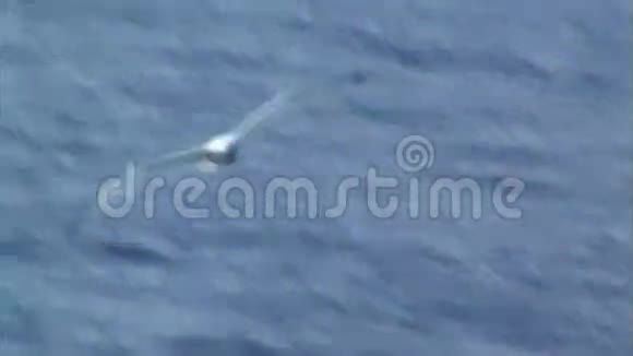 海鸥飞过海浪视频的预览图