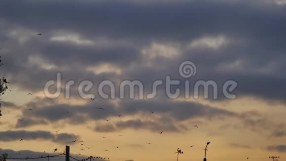一群鸟在日落时在天空中飞翔一群鸟乌鸦秋天在天空中阳光明媚视频的预览图