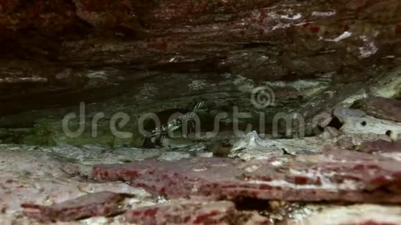 尤卡坦湖洞中的黄龟视频的预览图