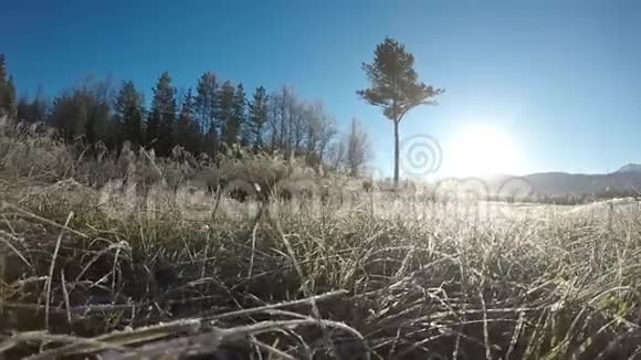 秋天在田野上徘徊在冰和霜覆盖的草地上视频的预览图