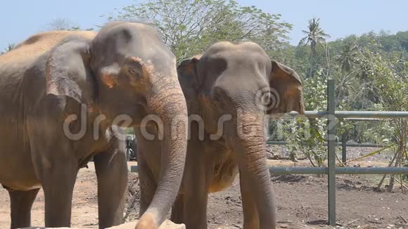 动物园里的两头大象撒沙子美丽的大象从树干上喷沙慢动作关闭视频的预览图