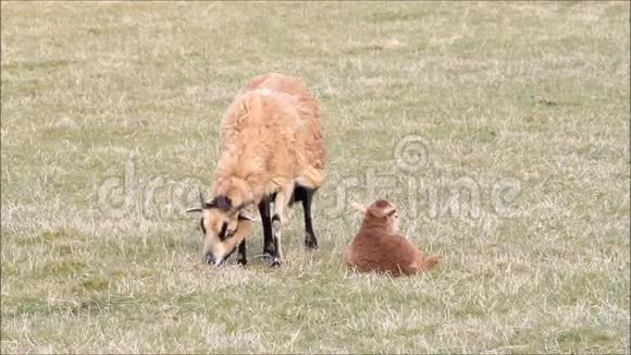 喀麦隆小绵羊和母亲在草地上视频的预览图