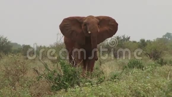 愤怒的大象视频的预览图