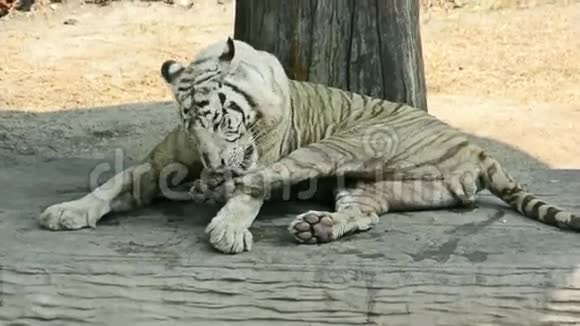 白孟加拉虎正在舔它的爪子和腿视频的预览图