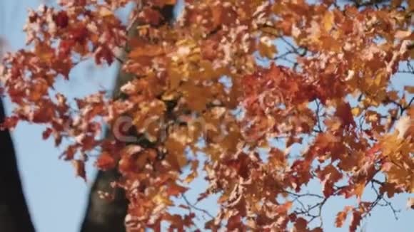 叶落在秋城公园漂亮的背景视频的预览图