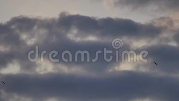 一群鸟在日落时在天空中飞翔一群鸟在天空中秋天的阳光视频的预览图