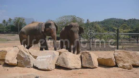 动物园里的两头大象撒沙子美丽的大象从树干上喷沙慢动作关闭视频的预览图