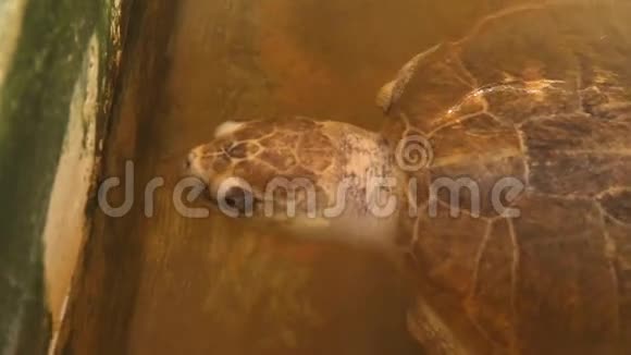 斯里兰卡海啸后在游泳池中获救的残疾海龟视频的预览图