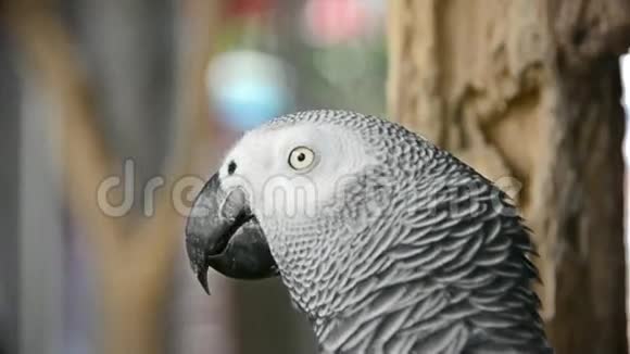 非洲灰色鹦鹉头的侧面在模糊的背景下看和移动视频的预览图