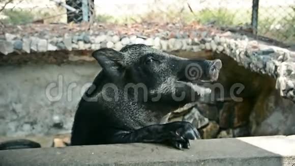 一只黑猪在农村一个农场的猪圈里吃食物视频的预览图