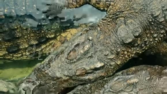 一头大的淡水鳄鱼正在水中堆积并爬行视频的预览图