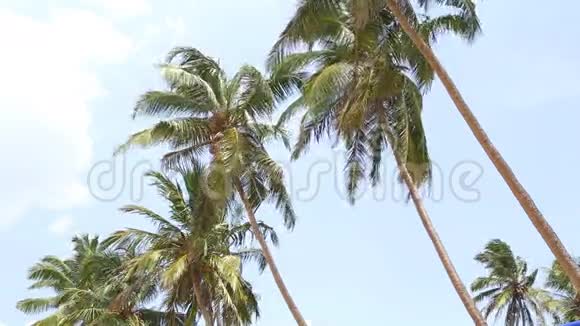 斯里兰卡Mirissa风中流动的棕榈树的景色视频的预览图