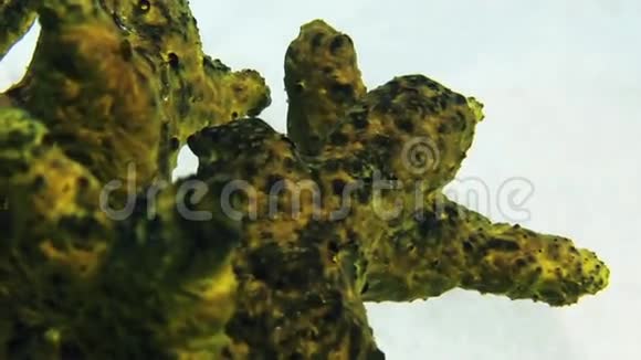 巴哈马的绿色海绵珊瑚特写视频的预览图
