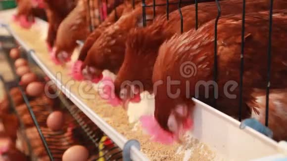 鸡蛋母鸡在农场吃食物视频的预览图