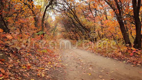 金发女孩在秋天的森林里奔跑视频的预览图