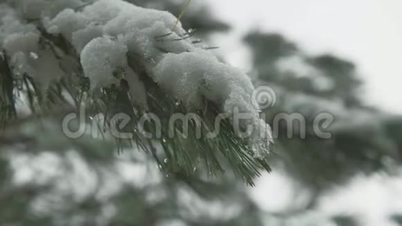 雪中的枝条视频的预览图