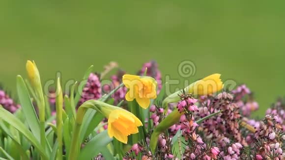 水仙花和石楠在绿色背景下视频的预览图