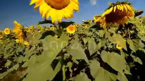 有蓝天的太阳花视频的预览图