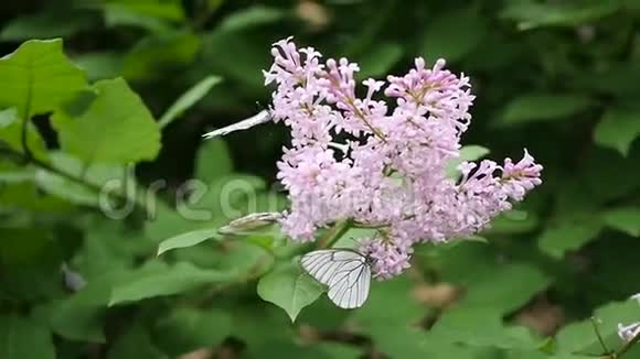 白色的蝴蝶坐在盛开的丁香上白菜蝴蝶视频的预览图